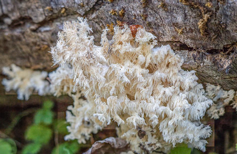 Effective Nature Organic Lion's Mane Extract